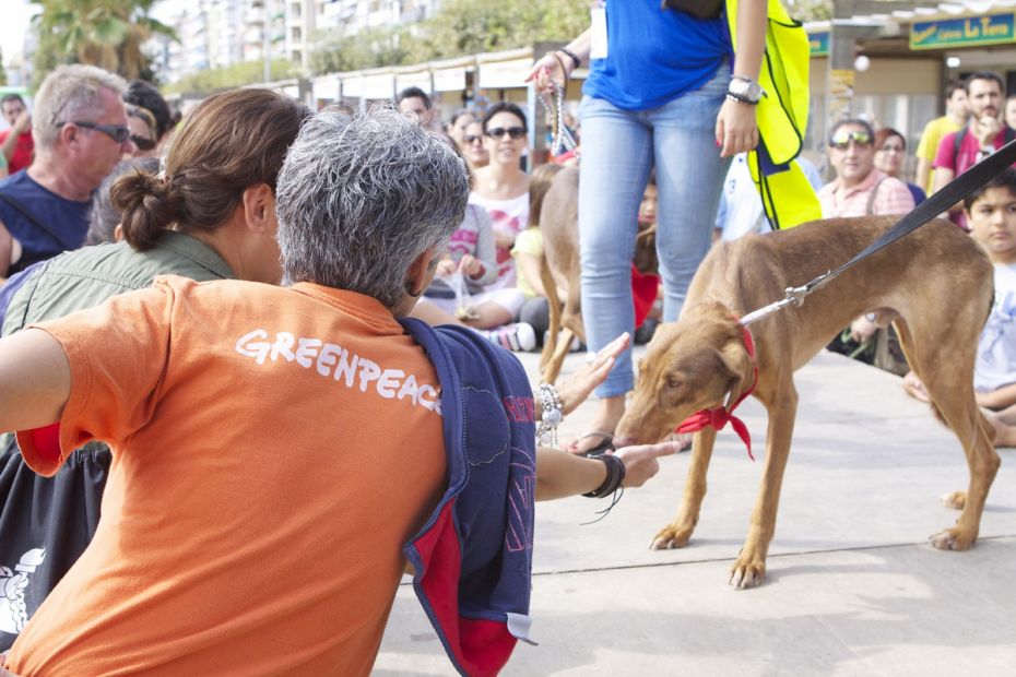 14116428035a DESFILADA CANINA SOLIDARIA 2.jpg